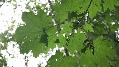 foglia verde en el bosque