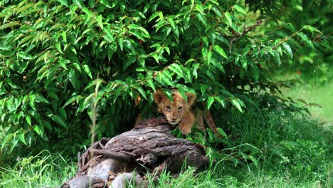 Adorable-Lion-Cub-Under-The-Bush-In-Maasai-Mara,-Kenya