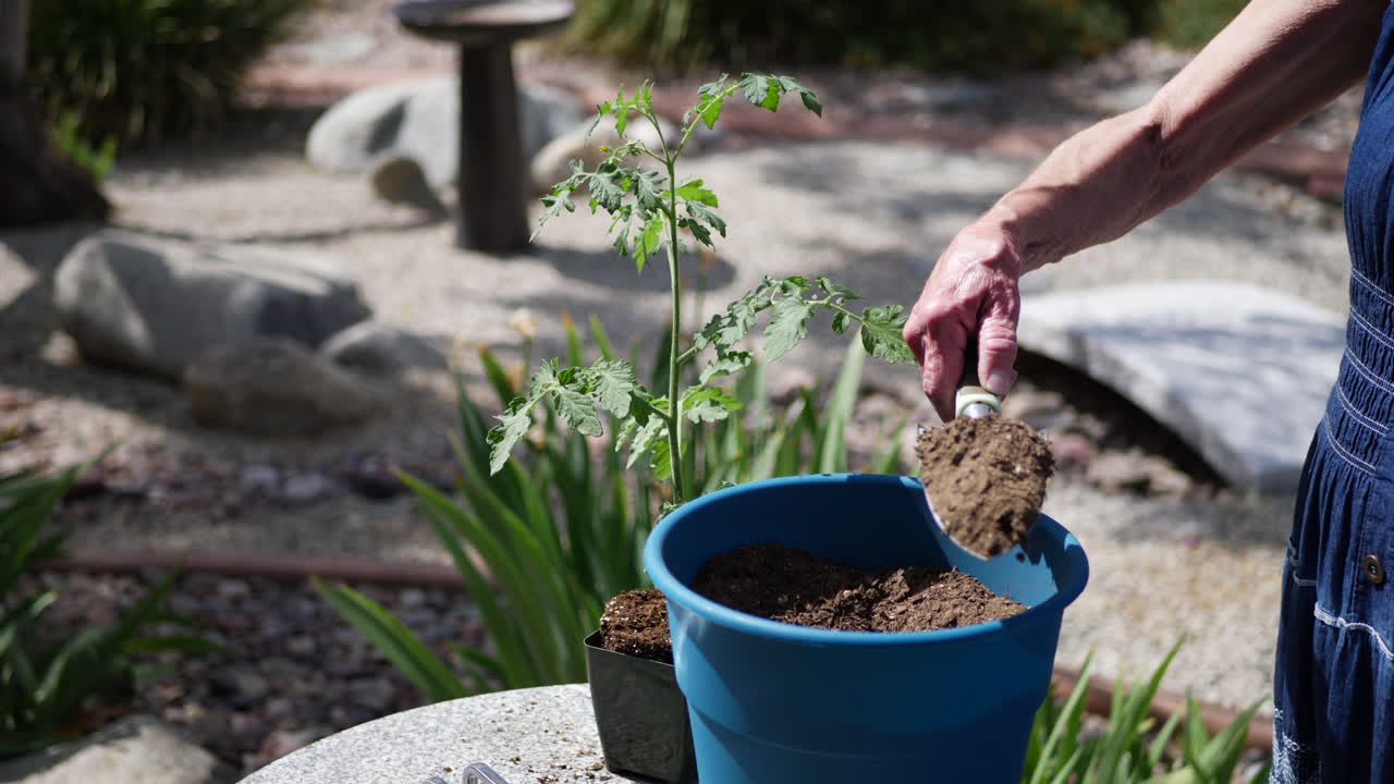 primer plano de una jardinera usando una paleta para recoger tierra fresca y fertilizante en una maceta para una planta de tomate