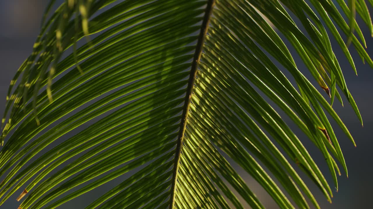 Palm Leaf with Moving Light Caustics and Vibrant Green