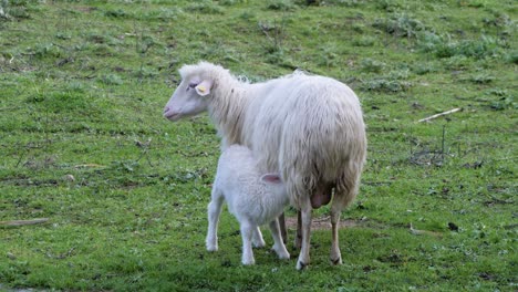 slow motion shot of hungry white lamb drinking milk from its sheep mother in sardinia, italy