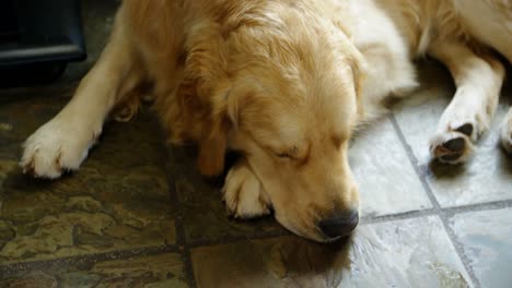 perro relajándose en el suelo en casa 4k