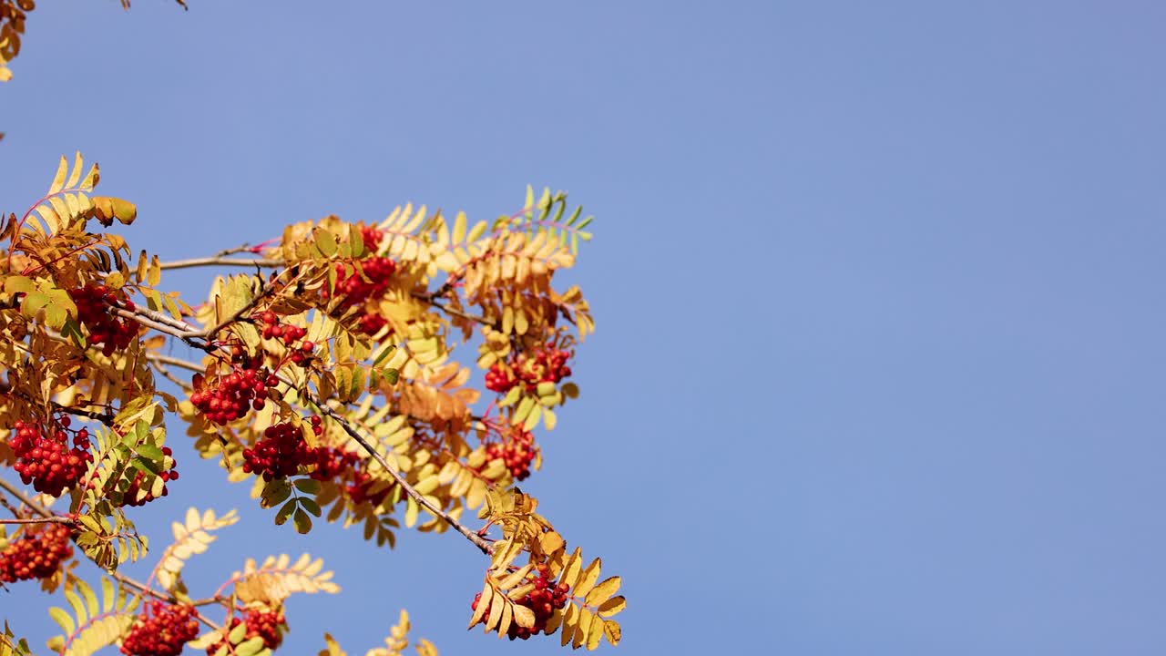 Golden rowan tree branches with red berries gently sway in the breeze under clear daylight, captured with smooth upward camera movement and vibrant natural lighting