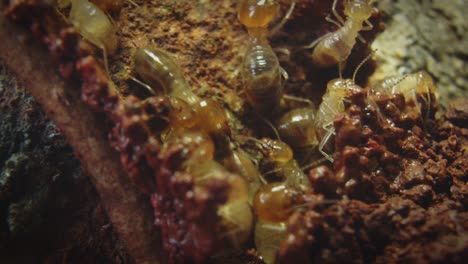 colony of worker termites building and making tunnel for nesting and hiding