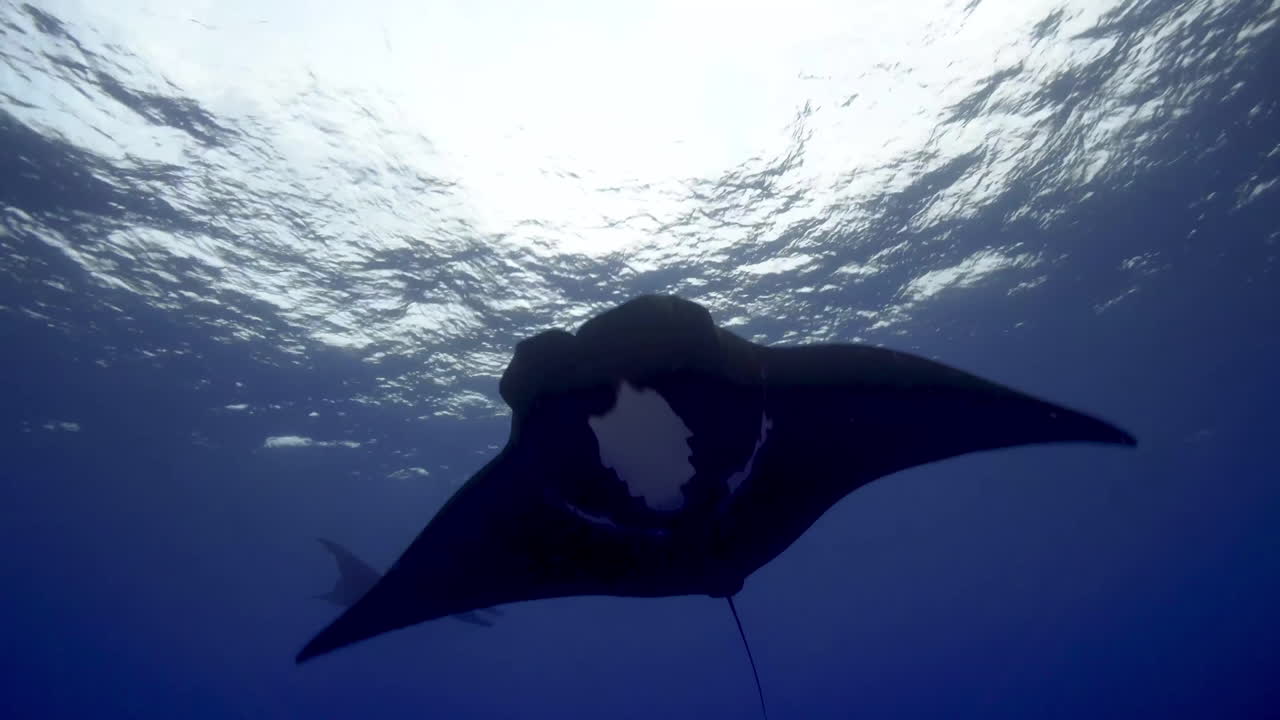 거대한 블랙 만타 레이. 소코로. 멕시코
