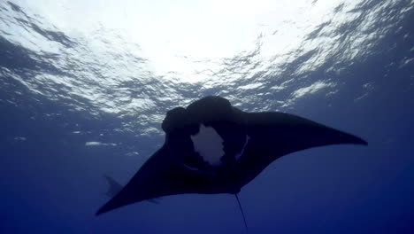 a giant black manta ray. socorro. mexico