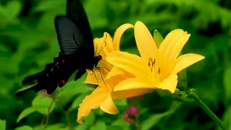 Butterfly-drinking-sucking-sucks-eating-nectar-honey-from-a-yellow-flower-pollination-black-and-red-colourful-butterfly-insect-close-up-nature