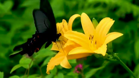 butterfly drinking sucking sucks eating nectar honey from a yellow flower pollination black and red colourful butterfly insect close up nature