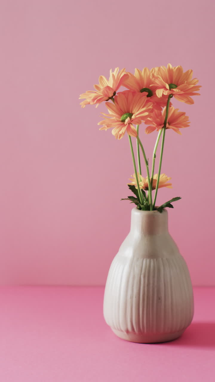 Vertical video of orange flowers in white vase with copy space on pink background