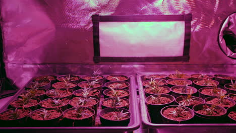 plantas de marihuana que crecen bajo una lámpara en una tienda de cultivo hidropónico