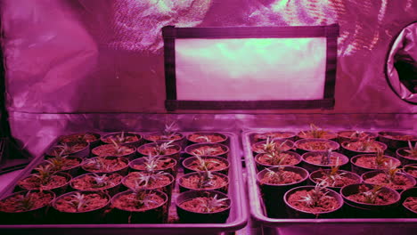 marijuana plants growing under a lamp in a hydroponic grow tent