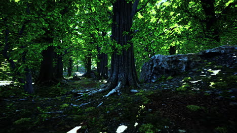 asian tropical rainforest with moss