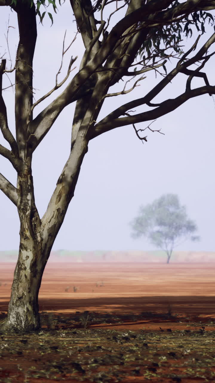 Desert landscape with sparse trees and red soil during midday light