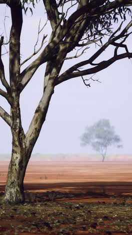 desert landscape with sparse trees and red soil during midday light