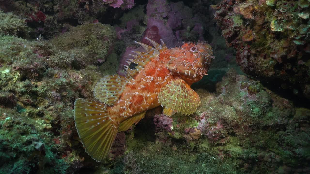 Scorpionfish with open back fin in Mediterranean Sea