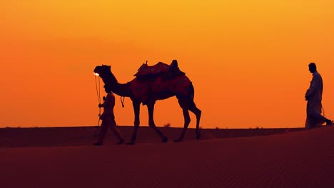 cameleers, camel drivers at sunset. thar desert on sunset jaisalmer, rajasthan, india.