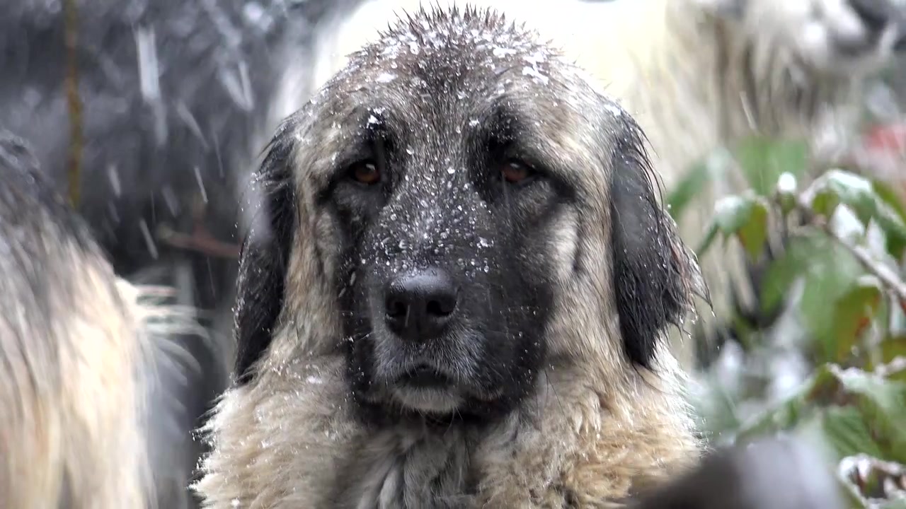 Keçilerle birlikte karda duran Anadolu Çoban Köpeği.