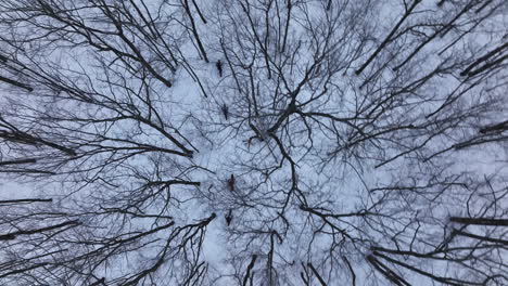 Fatbikes-on-a-forest-trail-aerial-view-of-cycling