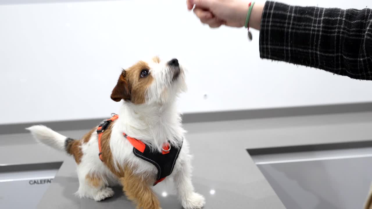 Jack Russell Terrier images