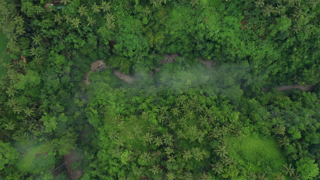 selva tropical densa en la orilla del río en el valle de indonesia, niebla ligera, de arriba hacia abajo