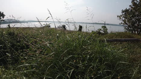 serene view of wild grasses near kabini river with calm waters and distant landscape