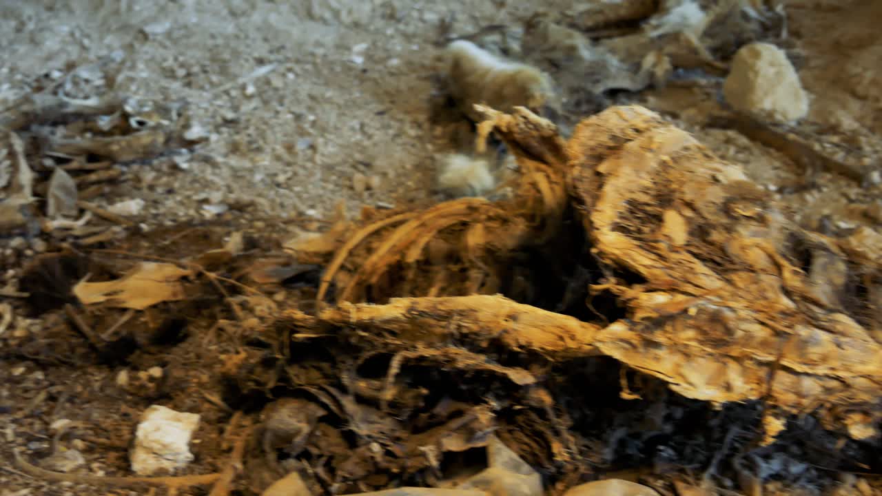 Several corpses of animals inside an abandoned human settlement