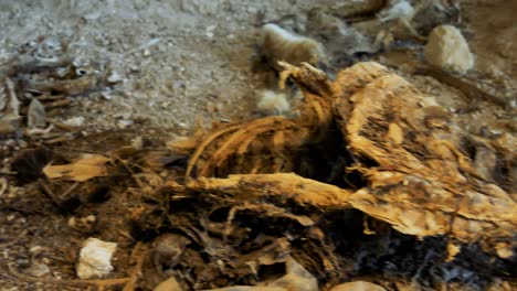 several corpses of animals inside an abandoned human settlement