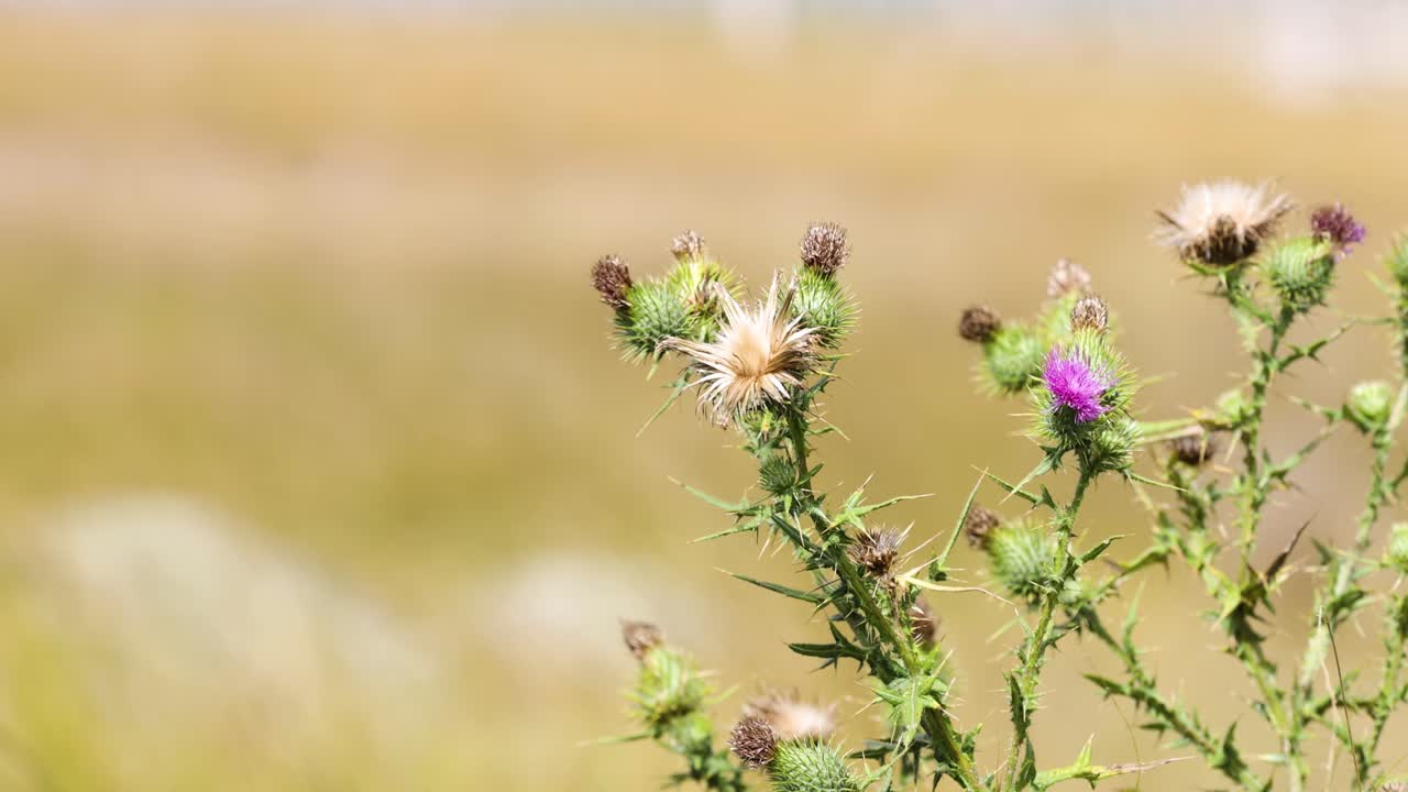 Thistle swaying gently in the wind