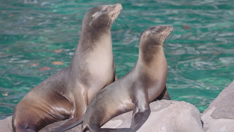 sea lions