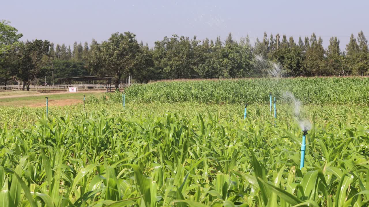 자동 스프링클러가 은 날에 농작물을 관개합니다.
