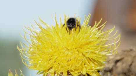 Eine-Makro-Nahaufnahme-Einer-Hummel-Auf-Einer-Gelben-Blume,-Die-Nach-Nahrung-Sucht