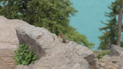 chipmunk eating food on the rocks with the beautiful blue waters of moraine lake in the background at banff national park alberta