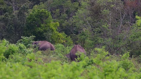 Los-Elefantes-Asiáticos-Son-Especies-En-Peligro-De-Extinción-Y-También-Son-Residentes-De-Tailandia