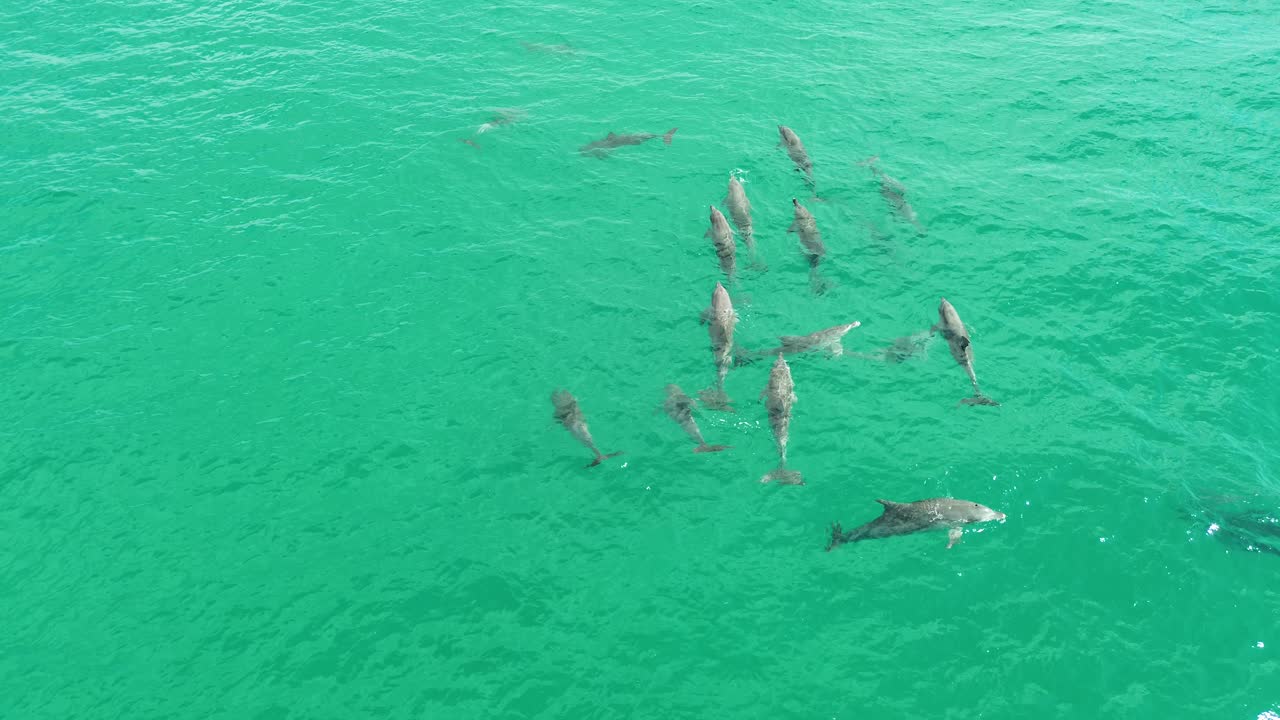 A mesmerizing aerial shot of a pod of dolphins leaping from the crystal-clear waters at Noosa National Park, Queensland. Captured with stunning detail.
