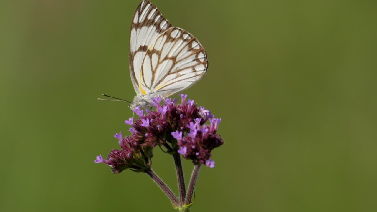 Farfalla bianca con venature marroni su boccioli di fiori rosa