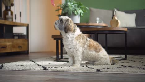 Boomer-dog-sits-up-waits-patiently-for-man-to-feed-treat,-medium-shot