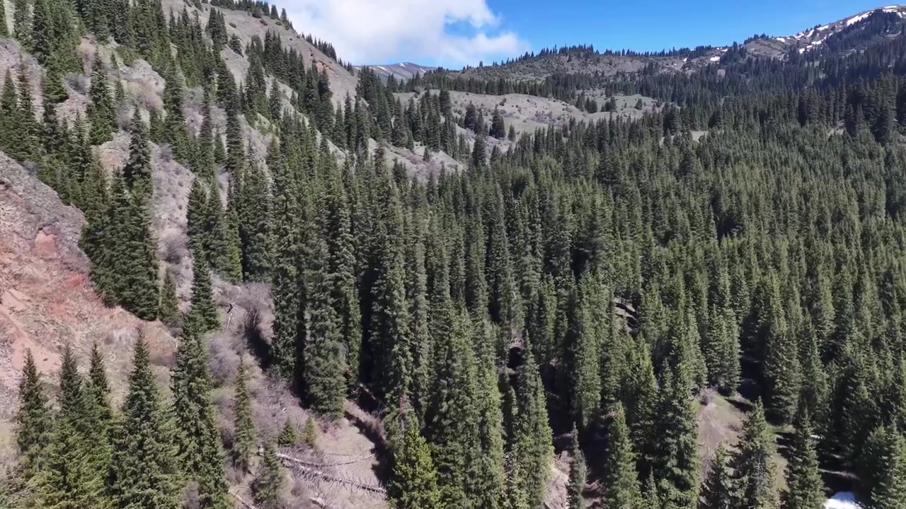 Primo piano con drone di una foresta di abeti sopra le cime degli alberi, montagne del Kirghizistan. Natura selvaggia, paesaggio.