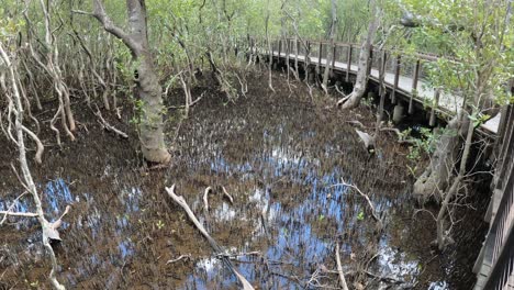 a walkway meanders through dense mangrove trees.