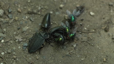 group of flies adult and larvae of silpha tristis beetle fighting and feasting on dead insect