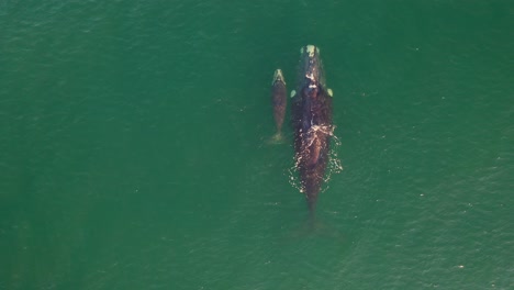 Aerial-view-of-Southern-Right-Whale-and-newborn-calf-in-False-Bay-at-Fish-Hoek,-South-Africa