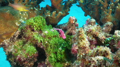 a small and beautiful flashy pink leaf fish stands on the incredibly colorful reef with fish swimming around