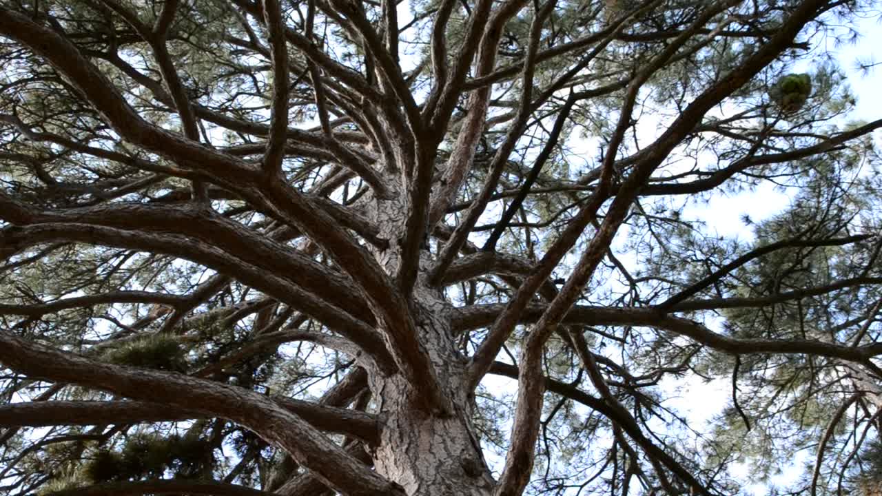 Pine, fur-tree
