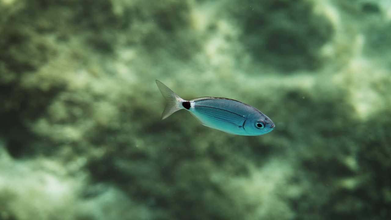 Small Blue Fish in Underwater Environment