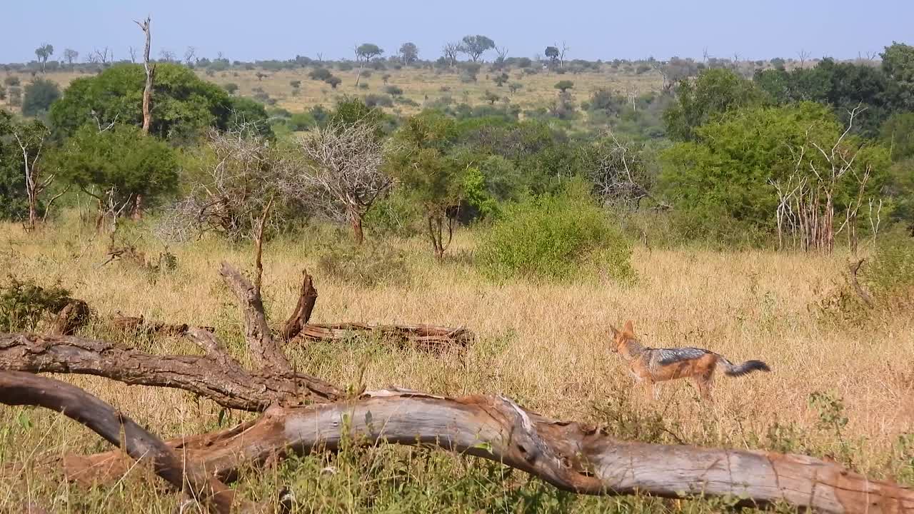African watcher black-backed jackal watching at Kruger National Park, South Africa.