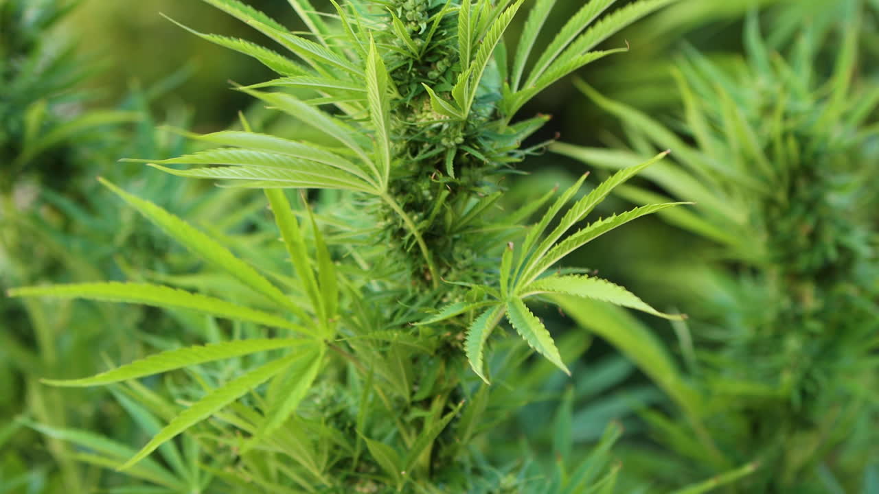 agricultura de marihuana en fincas al aire libre