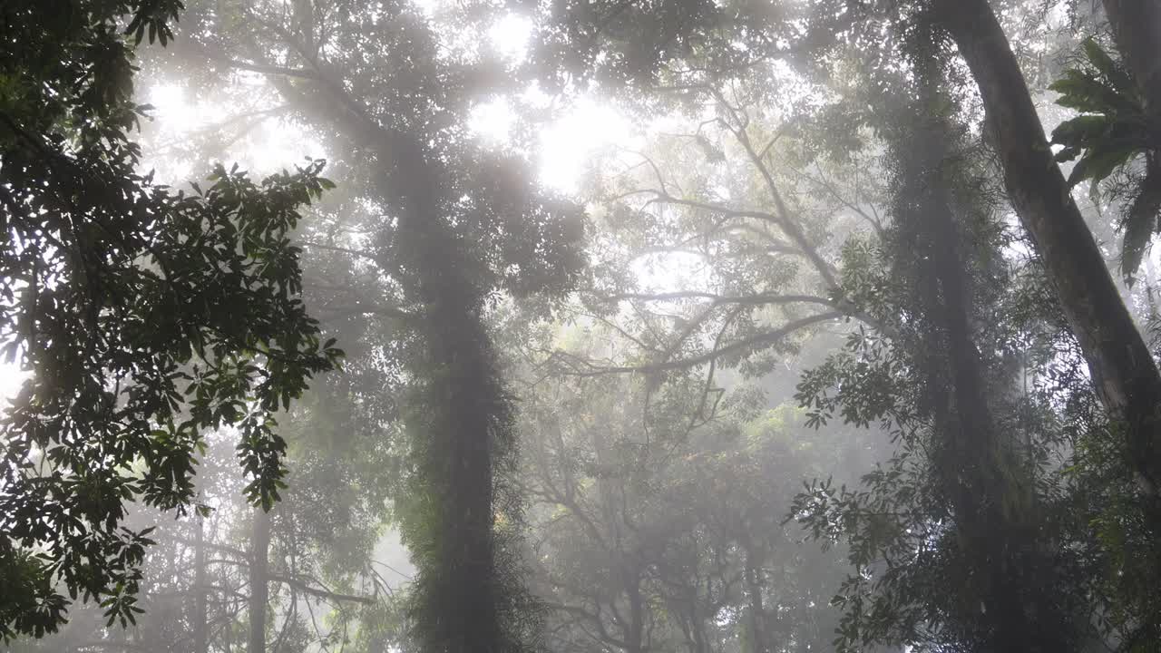 안개 가 가득 한 숲 의 장면 을 고 있는 빛