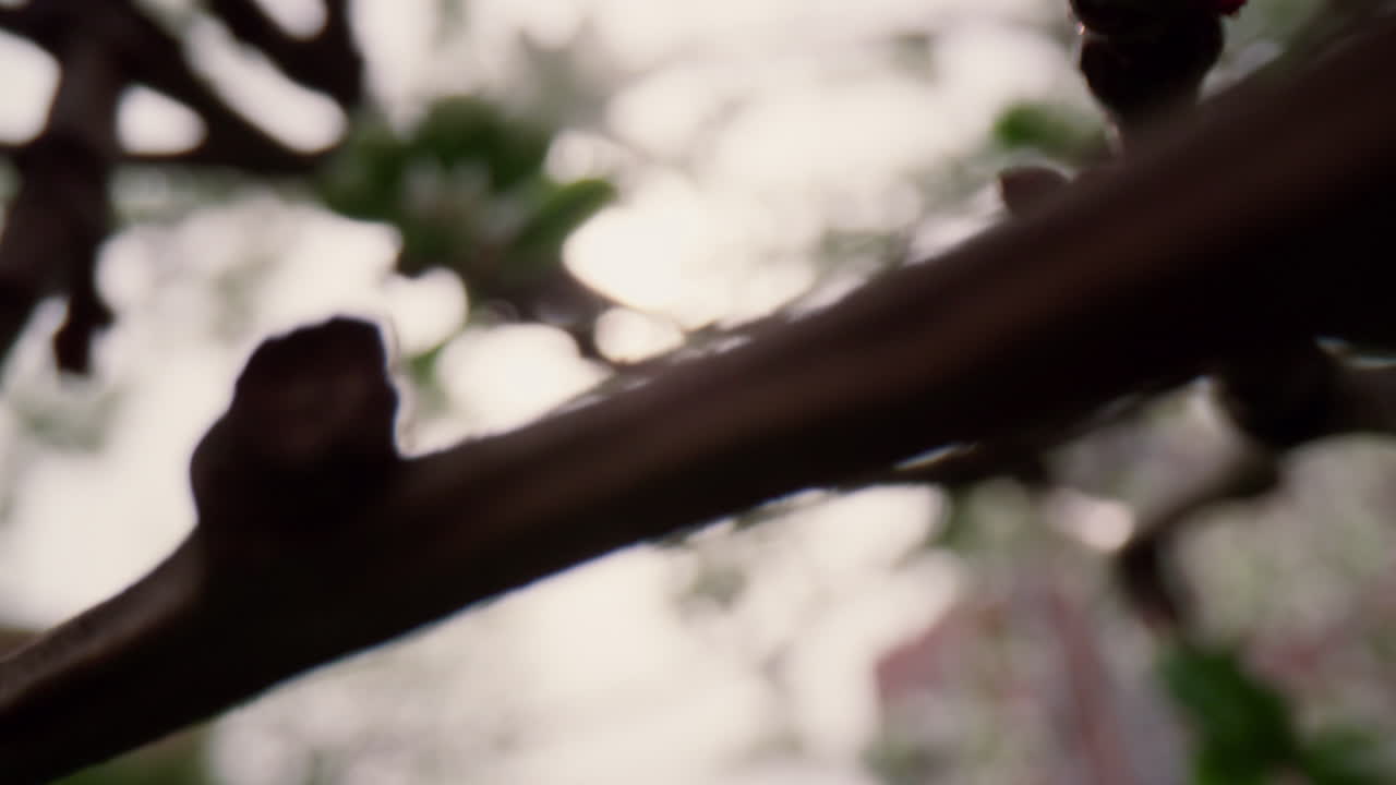 Springtime blossom view with peaceful small flowers. Meditative floral scene.