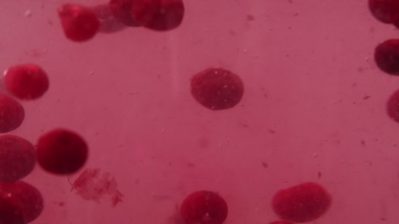 Frozen cranberries in snow for tea, Background Close up of cranberry berries in winter park, ice fridge macro.
