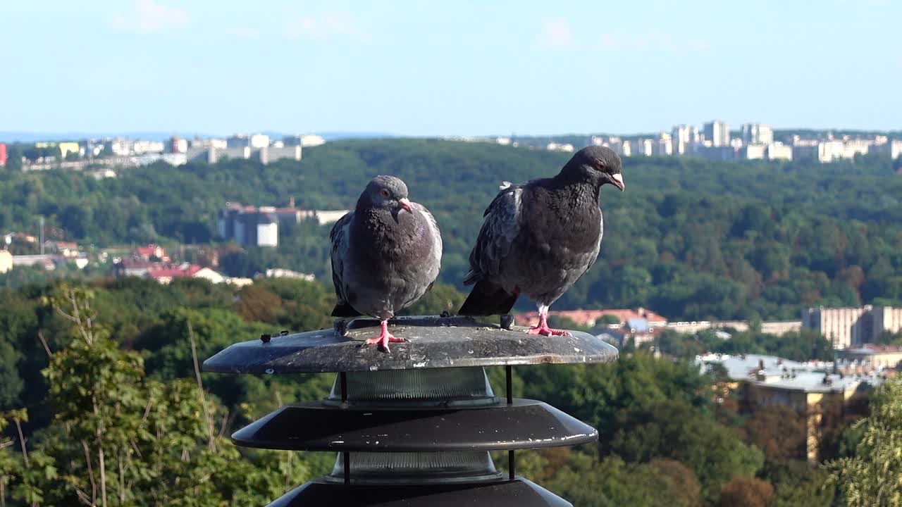 Holubi sedí na lucerně v pozadí města.