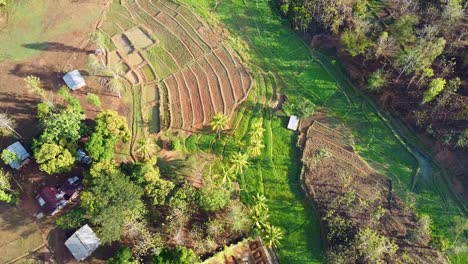 Aerial-drone-view-of-lush,-green-rice-paddy,-fish-pond-and-farming-landscape-as-seen-from-above-on-tropical-island-of-East-Timor,-South-East-Asia